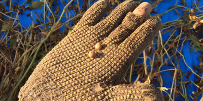 快晴！枝豆の秋風景