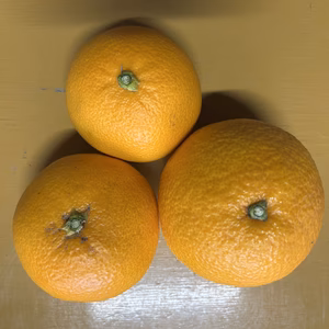 紅はっさく　特別栽培