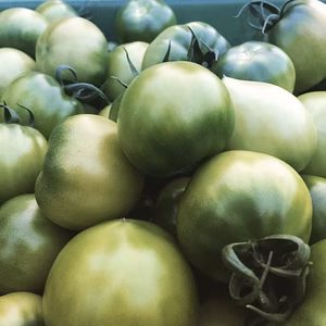 そのままでもいける！！ 麗夏 青トマト