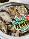 新物❗️北海道厚岸産殻付き牡蠣　Mサイズ