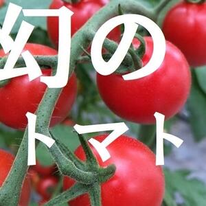 【500g】名古屋の《秀甘》有機栽培ミニトマト　幻のmiuトマト