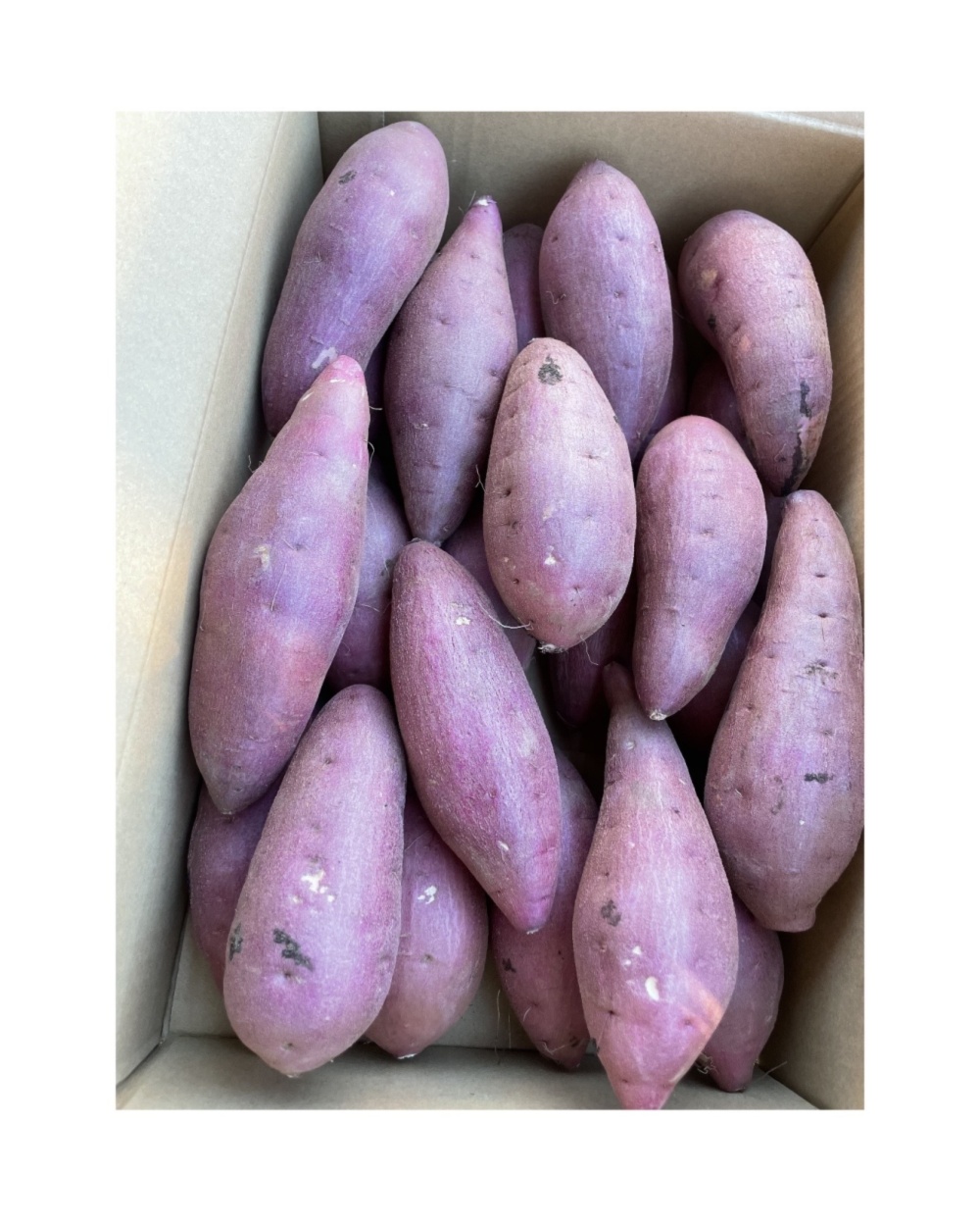 さつまいも　紅はるか　農家直送　20kg ⭐︎20kg⭐︎熟成！蜜たっぷり紅はるか♪Mサイズ：茨城県産のべに