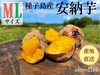 【絶品】aimo農園｜種子島産 安納芋 M&L 混合サイズ