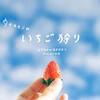 初物いちご！大きめサイズのいちご 【千葉県船橋市のあま～いいちご】