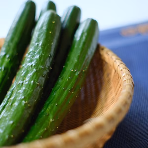 【有機肥料栽培】朝採りきゅうり！【小林農場】