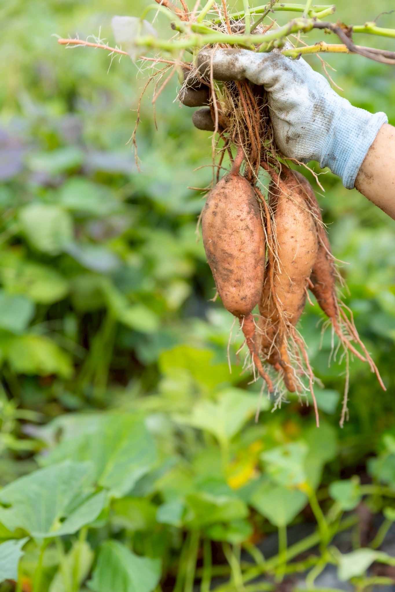 安納芋の産直通販・お取り寄せ商品｜ポケットマルシェ｜産地直送