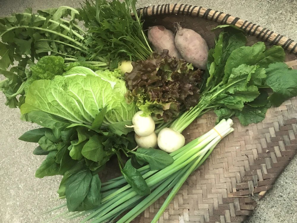 【農薬・除草剤不使用】新鮮朝採り!愛媛の野菜セット（6～8品目） ギフト対応商品