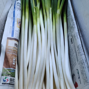 まるど農園のねぎ Mサイズ