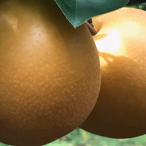 豊水梨 ご家庭用の梨　 18個～10個入り　5キロ箱入り