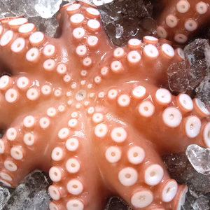 到着に２日要する地域の方へ♪関門海峡たこボイル当日発送(小中サイズ)