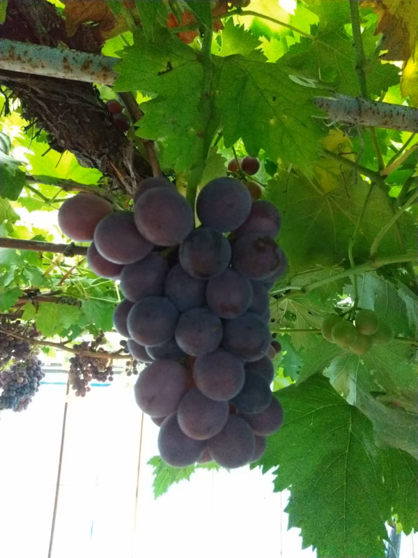 ぶどう　品種　『巨峰』