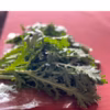 春菊　600g　群馬県東吾妻町産