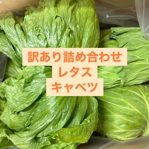 訳ありだけど、レタス！キャベツ！レタス！