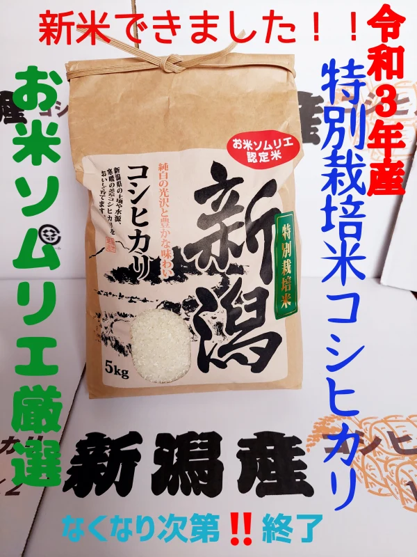 10.31までの予約【限定】特別栽培米コシヒカリ5kgなんと2850円