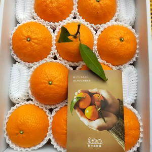 当園リピート率No.1✨ハウス津の輝【贈答用】