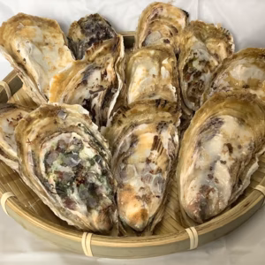 【今が旬！】殻付き牡蠣 佐賀県唐津産　2kg(20～35個)【からつんカキ】