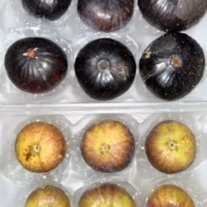 　本日の朝市❗️ビオレソリエス傷＆ロードス