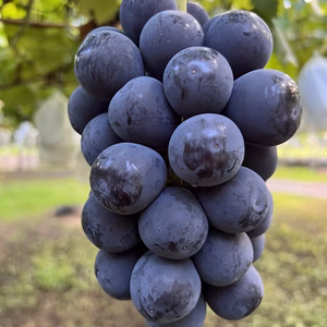山梨県勝沼産　種なしピオーネ１キロ〜　甘くて美味しい☆