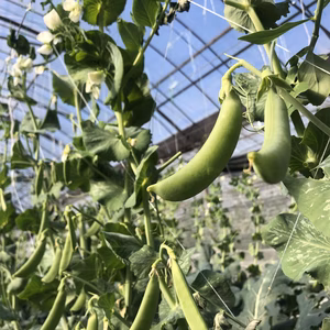 【栽培中農薬不使用！】糸島産スナップエンドウ（１ｋｇ）