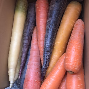雪下だったカラフルニンジン6色詰め合わせ　3.5キロ
