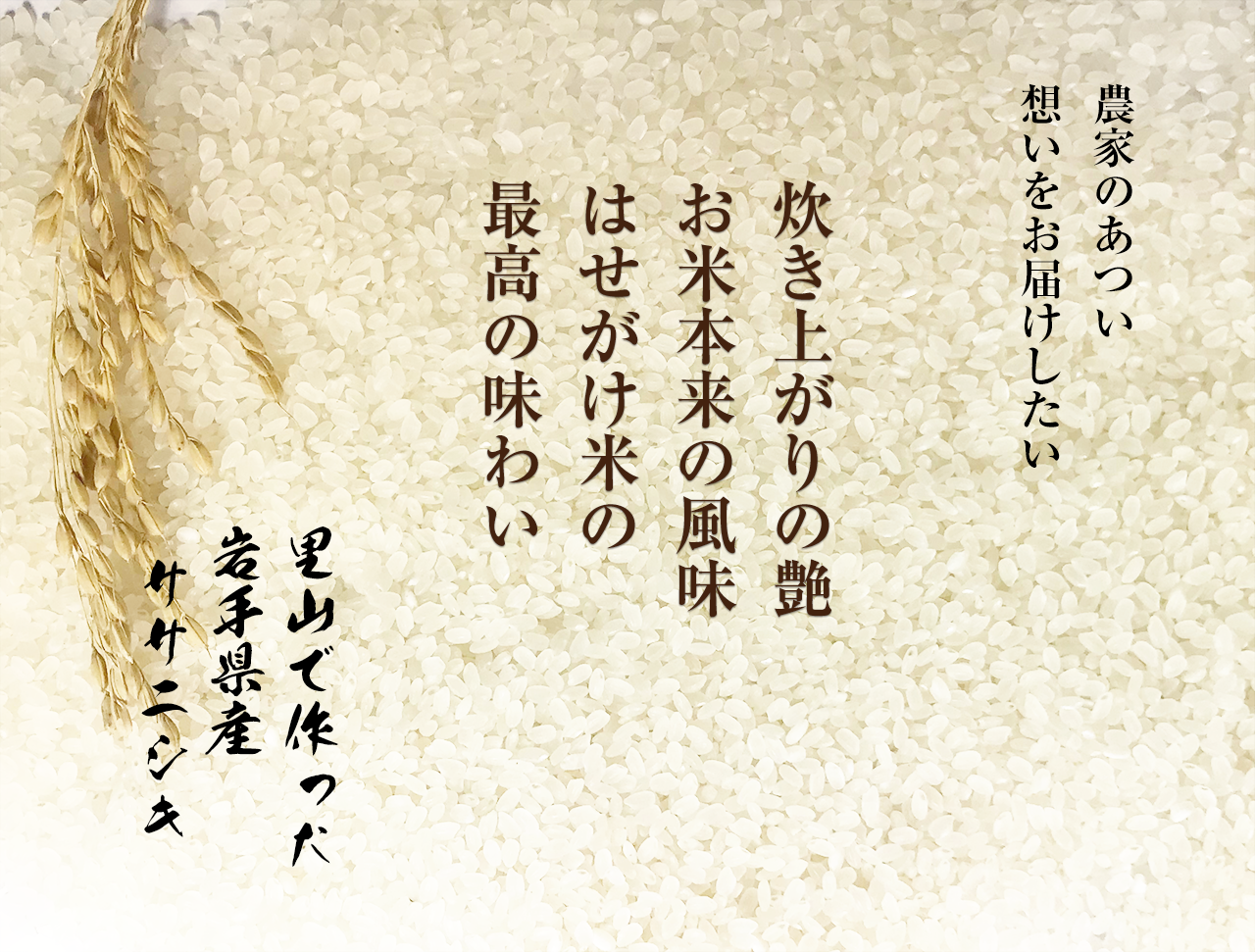 新米2025｜岩手・花巻産 ササニシキ 白米10kg｜稲架掛け天日干しで香り豊かに仕上げた限定米 新米2025｜岩手花巻産 ササニシキ 白米10kg｜天日干し限定米｜白米の