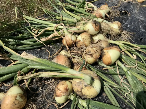 【鹿児島産】甘塩新玉ねぎ箱込み5キロ^_^