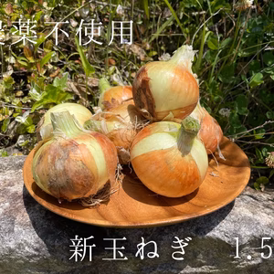【農薬不使用】新玉ねぎ　1.5㎏