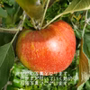 〈訳アリ〉9月下旬～ 紅玉 さむさわのりんご   5キロ16～20玉 長野県産