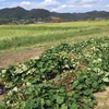 ちょっと訳あり　南房総鴨川産 紅あずま【3キロ】