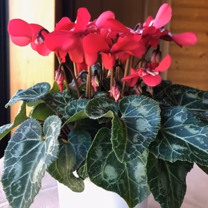 シクラメン　ジックス　4.５号　直径13.5センチ（プラスティック鉢）