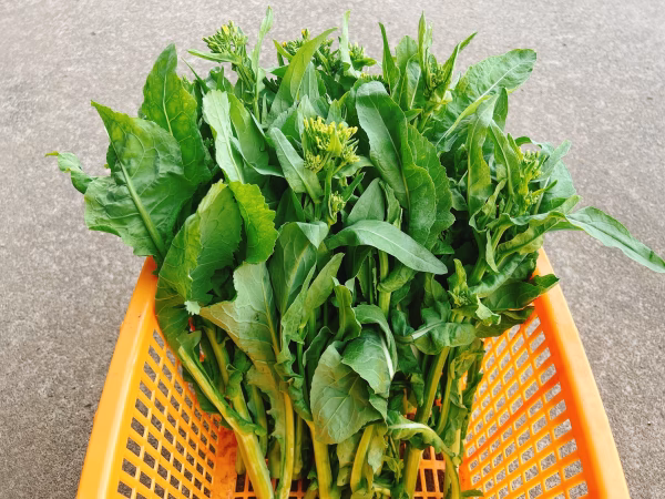 新潟冬菜(とうな)、川流れ菜　計800g