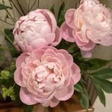 すみっこぐらし