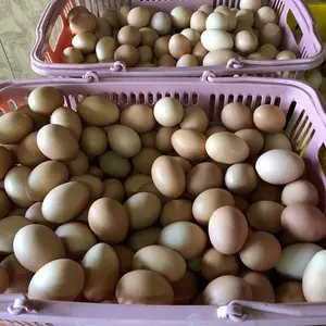 長寿の卵　40玉パック　大地の卵※割れ保証2個含む
