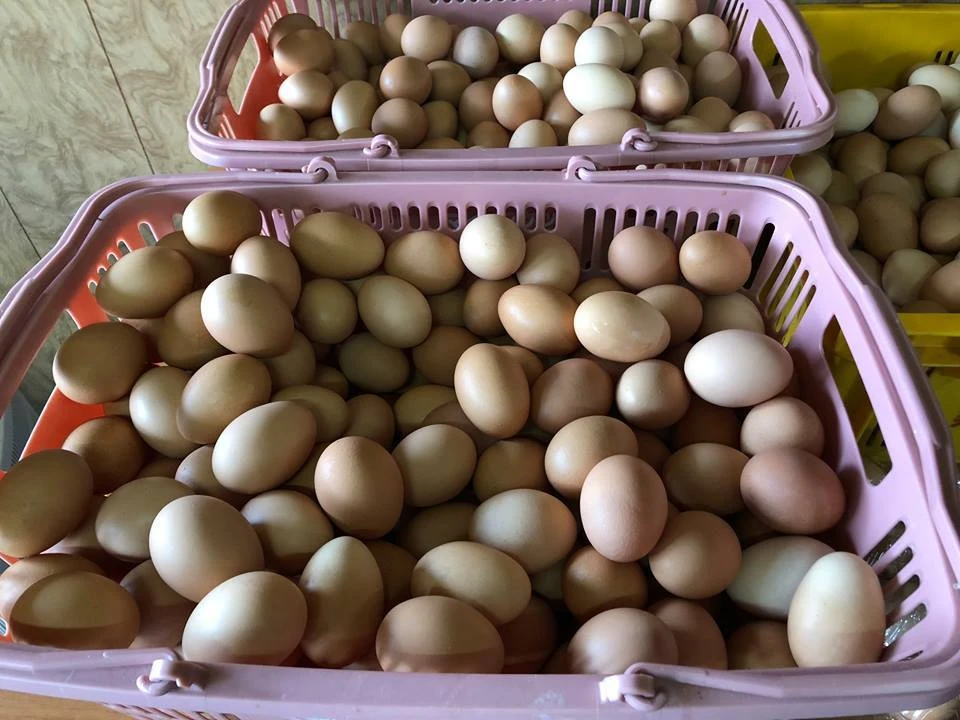 【訳あり】業務用加工卵　40玉　平飼い有精卵・大地の卵※割れ保証2個含む
