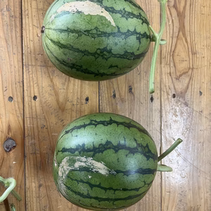【限定送料無料】傷あり!!小玉スイカ2玉