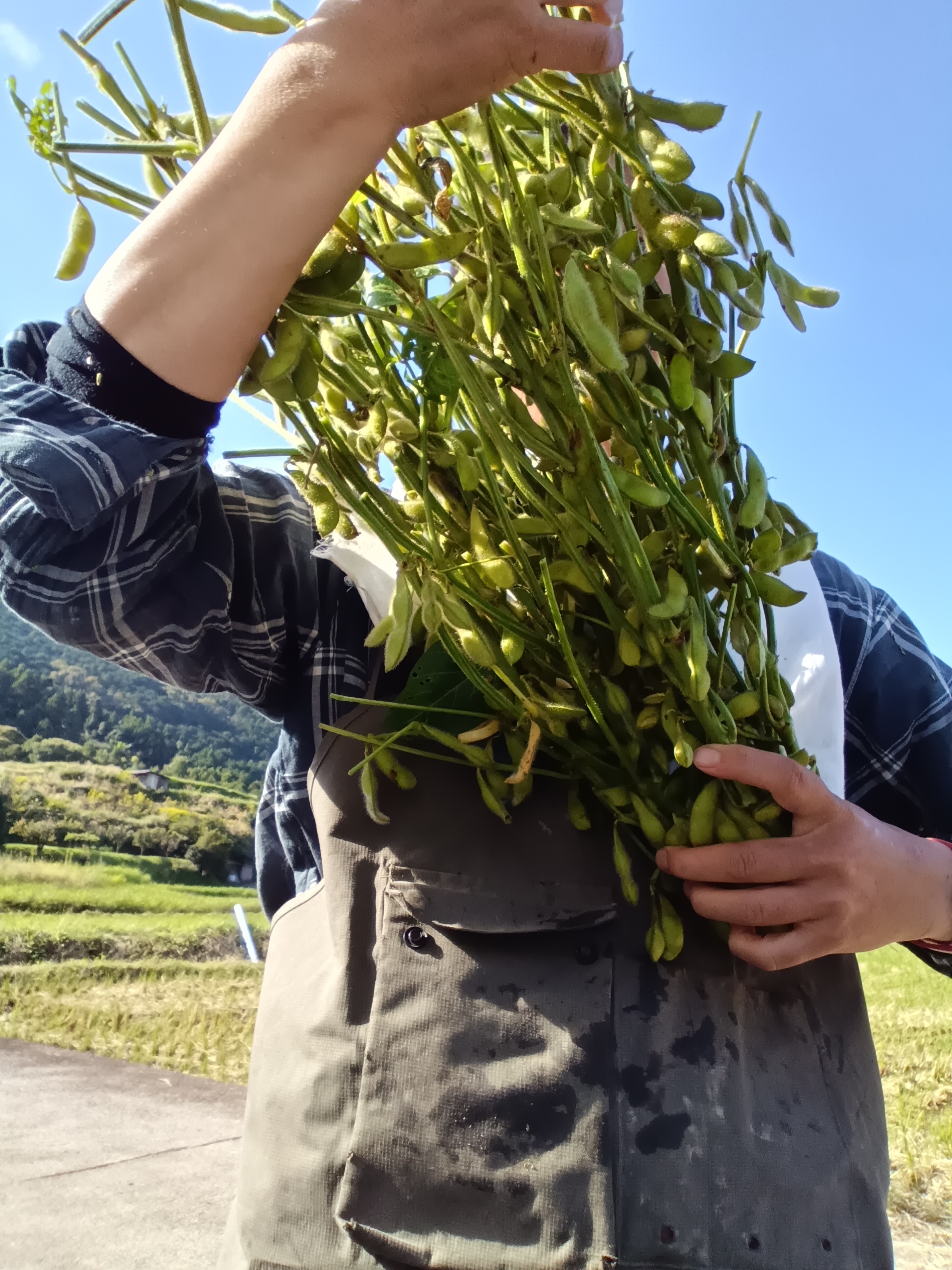 枝豆 枝付き 自然栽培 肥料農薬不使用 自家採種 1kg