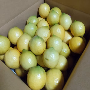 岩城島レモン【農薬不使用】