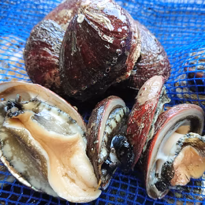 トコブシ　愛媛宇和島産　生きたままお届けします