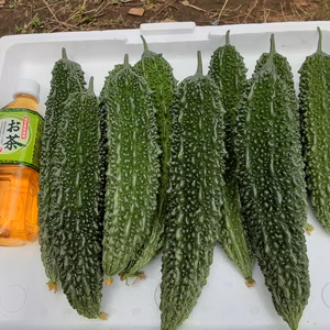 夏はやっぱり❕かまちゃん農園のゴーヤー