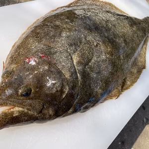 【松島産】ヒラメ（2.7kg）