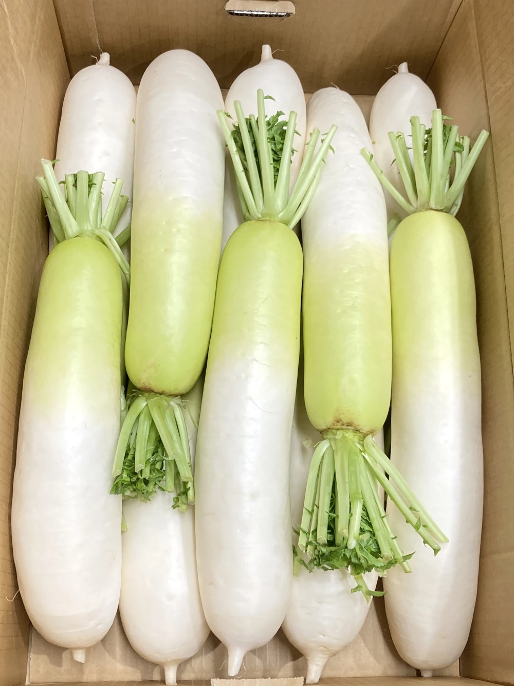 農家直送。青首大根Ｌサイズ１０本入り