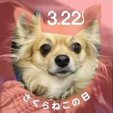 サリダデルソル