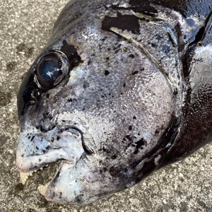 （魚突き）クチジロ（イシガキダイ）4.6kg鱗、下処理済み