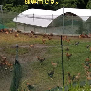 みくりの母ちゃん様専用です。