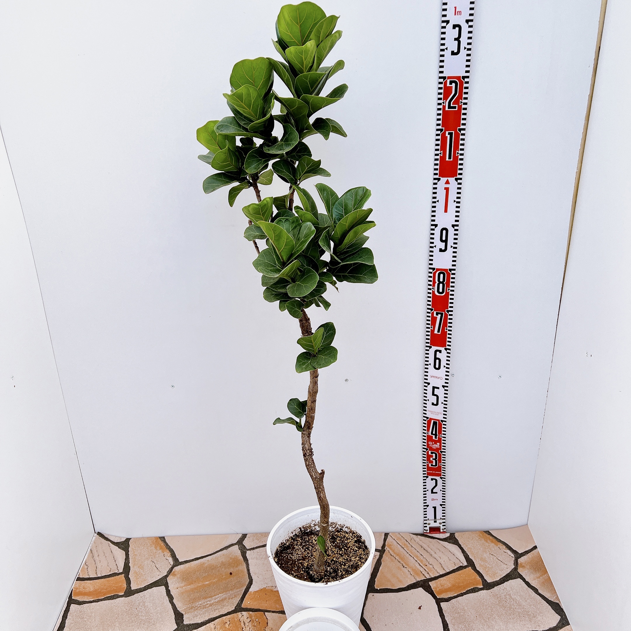 カシワバゴムの木☆190cm】5枝・観葉植物・ボタニカル（現物