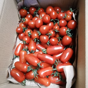 トマトマニア必食！種が売っていない珍しいミニトマト