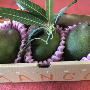 かたい！すっぱい！青マンゴー（1㎏）