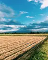 【H30収穫】【玄米】はえぬき5kg 山形県飯豊町産 特別栽培米