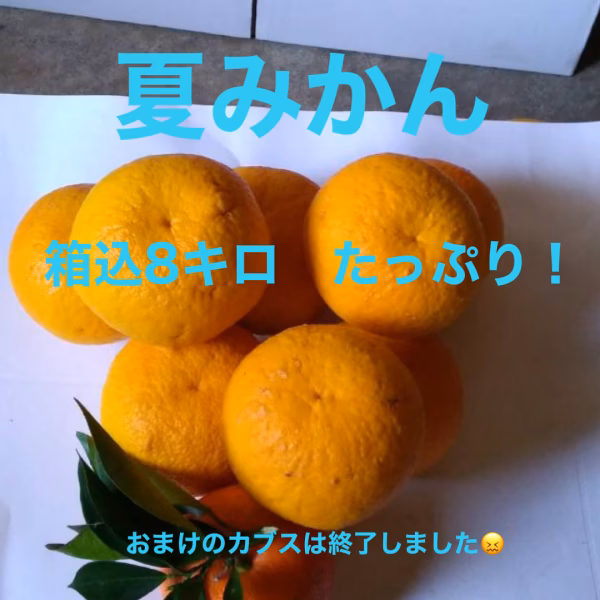 今季最終‼️家庭用甘夏 たっぷり箱込8キロ〜マーマレードも安心して作れます