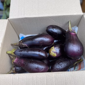 みずみずしいおなす2.0kgセット